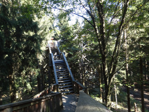 Baumkronenpfad