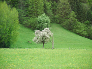 Baum im Frühling