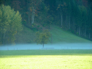 Baum im Herbst