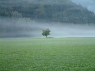 Baum im Sommer