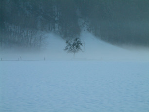 Baum im Winter